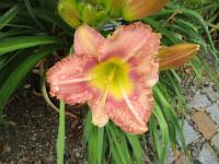 Denivka 'Lavender Aristocrat' (Hemerocallis)