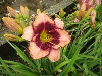 Denivka 'Daring Deception' (Hemerocallis)