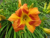 Denivka 'Tiger Eye Hager' (Hemerocallis)