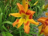 Denivka 'Tiger Eye Hager' (Hemerocallis)