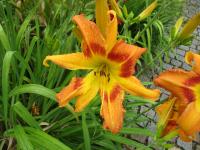 Denivka 'Tiger Eye Hager' (Hemerocallis)