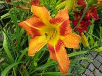 Denivka 'Tiger Eye Hager' (Hemerocallis)