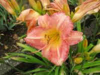 Denivka 'Cee Tee' (Hemerocallis)