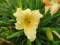 Denivka 'Only Just Begun' (Hemerocallis)