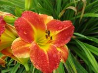 Denivka 'Bright Carnival' (Hemerocallis)
