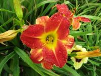 Denivka 'Bright Carnival'