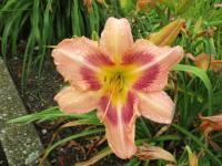 Denivka 'CZ Emperor' (Hemerocallis)