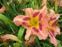 Denivka 'CZ Emperor' (Hemerocallis)