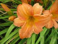 Denivka 'Peach CZ' (Hemerocallis)