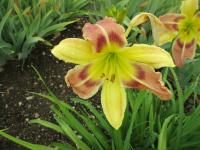 Denivka 'CZ Julie' (Hemerocallis)