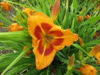 Denivka 'CZ Cat' (Hemerocallis)