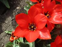 Tulipán Fosterův 'Princeps' - Fosteriana tulipány (Tulipa fosteriana)