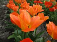 Tulipán Fosterův 'Orange Emperor' - Fosteriana tulipány (Tulipa fosteriana)