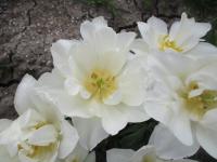 Tulipán 'Popcorn' - Plnokvěté rané tulipány (Tulipa)