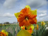 Narcis 'Spanish Fiesta' - Collar narcisy (Narcissus)