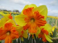 Narcis 'Spanish Fiesta' - Collar narcisy (Narcissus)