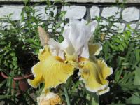 Kosatec 'Baby I Love You' - Vysoké bradaté kosatce (Iris)