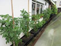 Pěstování rajčat a paprik v nádobách