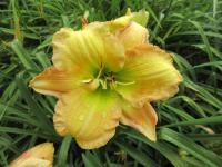 Denivka 'Wyatts Cameo' (Hemerocallis)