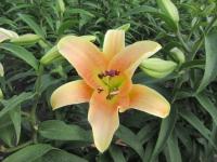 Lilie 'Zelmira' - OT hybridy (Lilium)