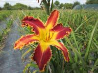 Denivka 'Spacecoast Razor Tooth' (Hemerocallis)