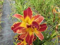 Denivka 'Spacecoast Razor Tooth' (Hemerocallis)