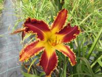 Denivka 'Spacecoast Razor Tooth' (Hemerocallis)
