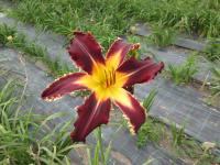 Denivka 'Spacecoast Chomp Chomp' (Hemerocallis)