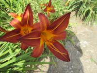 Denivka 'Knighthood' (Hemerocallis)