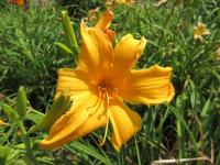Denivka 'Invictus' (Hemerocallis)