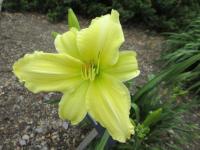 Denivka 'Ruffian' (Hemerocallis)
