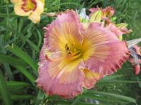 Denivka 'Inca Puzzle' (Hemerocallis)