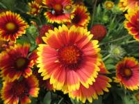 Kokarda osinatá 'Guapa Tango Bicolour' (Gaillardia aristata)