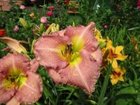 Denivka 'Kama Sutra' (Hemerocallis)