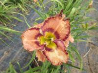 Denivka 'Blue Martini' (Hemerocallis)