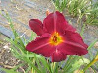 Denivka 'Tuscawilla Blackout'