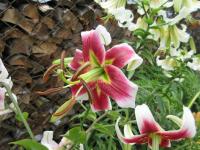 Lilie 'Leslie Woodriff' - OT hybridy (Lilium)