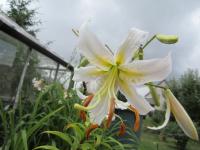 Lilie 'Lavina' - Aurelian hybridy (Lilium)
