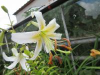 Lilie 'Lavina' - Aurelian hybridy (Lilium)