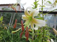 Lilie 'Lavina' - Aurelian hybridy (Lilium)