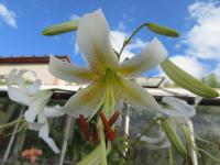 Lilie 'Lavina' - Aurelian hybridy (Lilium)