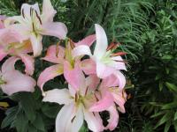 Lilie 'Pink News' - Orientální hybridy (Lilium)