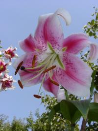 Lilie 'Anastasia' - OT hybridy (Lilium)