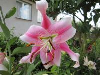 Lilie 'Anastasia' - OT hybridy (Lilium)