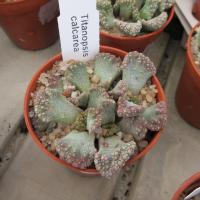 Titanopsis