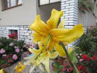 Lilie 'Medulienka' - Aurelian hybridy (Lilium)