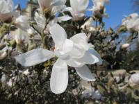 Šácholan hvězdnatý (Magnolia stellata)