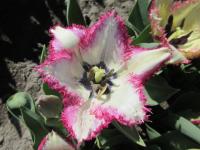 Tulipán 'Yasmine' - Třepenité tulipány (Tulipa)