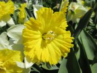 Narcis 'Dinnerplate' - Velkokorunné narcisy (Narcissus)