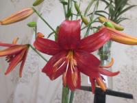Lilie 'Red Velvet'